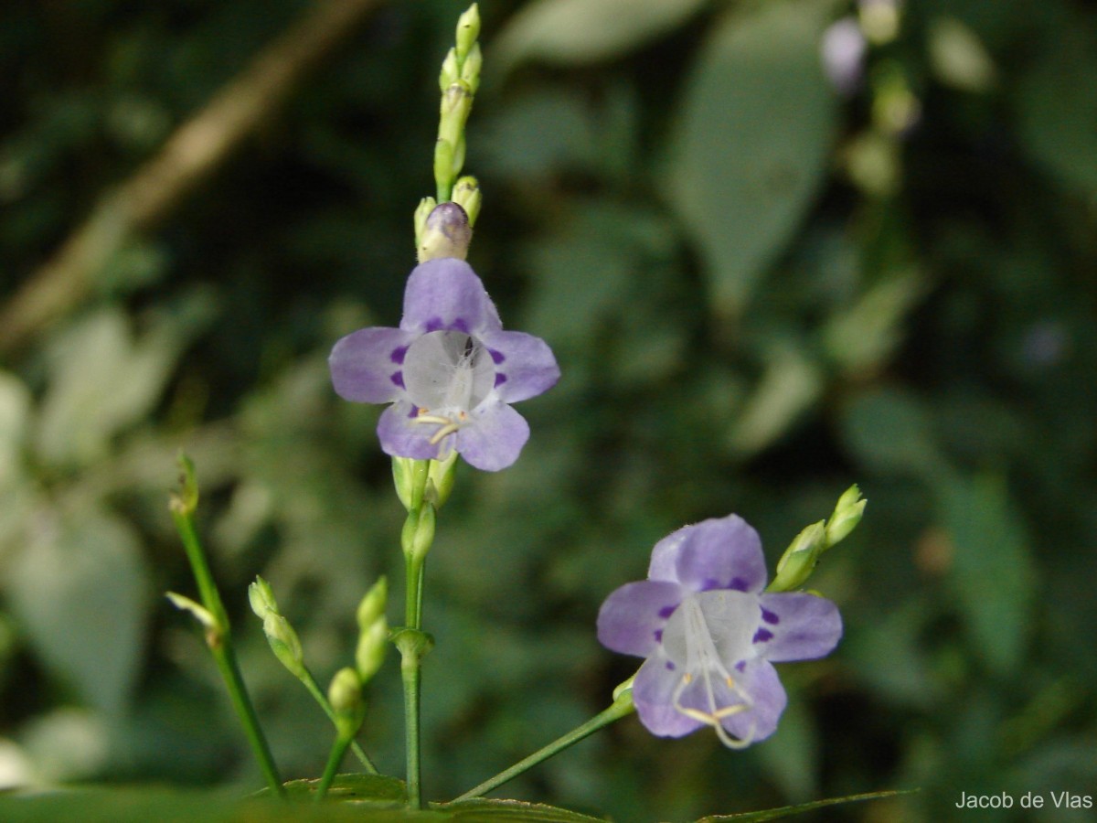 Strobilanthes cordifolia (Vahl) J.R.I.Wood